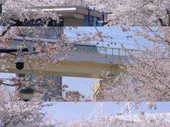 -顾村公园