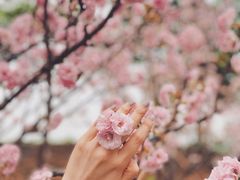 -天适樱花悠乐园