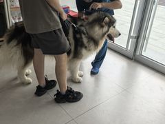 -爱诺耐芙动物医院(万博店)