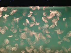 -左海海底世界