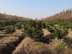 -上海长兴岛郊野公园