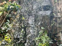-正佳雨林生态植物园
