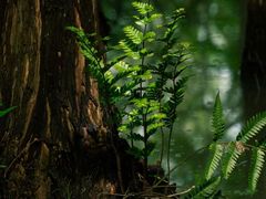 -桤木河湿地公园