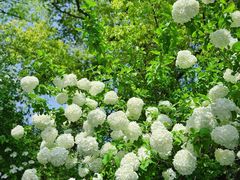 -西湖外事游船(花港观鱼码头)