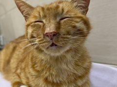 -嘉馨宠物医院·CT影像转诊·心脏科·犬猫全科诊疗中心(下沙大学城院区)