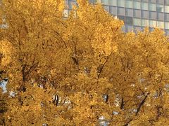 -上海瑞金洲际酒店