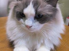 -藏猫猫咖啡主题馆(中央大道店)