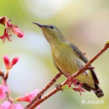 好似一根根细长的龙须面在上面荡漾
