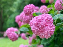 -上海滨江森林公园