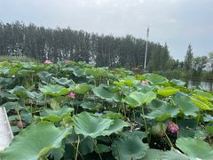 -白洋淀景区