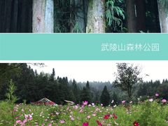 -武陵山森林公园