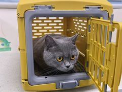 -纳吉亚猫专科动物诊疗中心(蒋宅口分院)