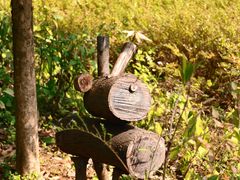 -三门江国家森林公园