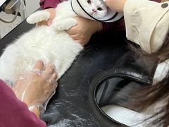 -瑞派康怡24h宠物医院·犬猫医疗中心·微创绝育(瑞景分院)