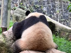 -都江堰中华大熊猫苑