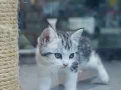 -帕帕拉兹宠物(亚洲旗舰店)