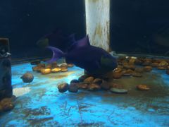 -苏州海洋馆