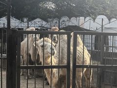 -保定市动物园