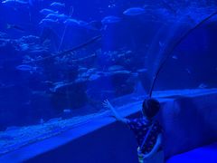 -太平洋海底世界