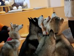 -Husky Go! 哈士奇体验馆·宠物咖啡厅狗咖