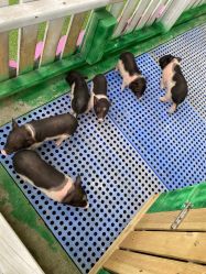 -萌宠亲子动物乐园(槐房万达店)