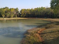 -上海海湾国家森林公园