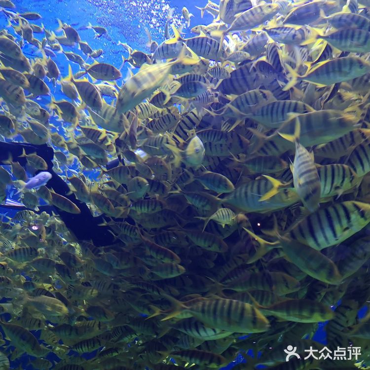 #昆明亲子游#99块玩转融创海世界!