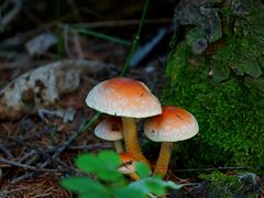 -青峰峡国家森林公园