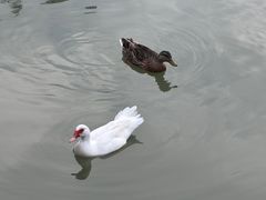 -青枫公园