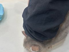 -全心全意连锁动物医院·微创中心·内科急重症·心脏专科(丰管路店)