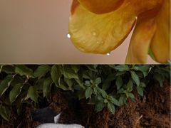 -自由生长植物工作室(深港花卉中心店)
