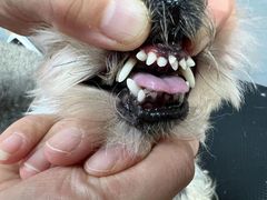 -宠福鑫康馨动物医院·骨科·眼科