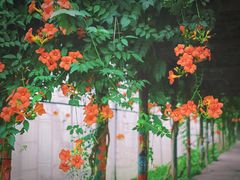 -前小桔亲子创意农场·草莓采摘·露营烧烤