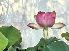 -杭州植物园