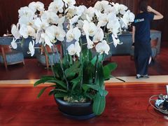 -蓝楹湾度假酒店