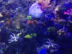 -芜湖新华联大白鲸海洋公园