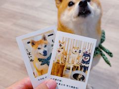 -柴迷FANS CLUB·柴犬狗咖·猫咖