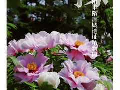 -洛阳市隋唐城遗址植物园
