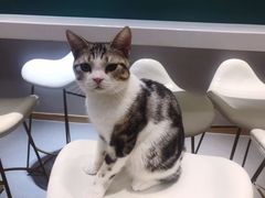 -飞行喵MR PILOT|猫舍·猫咖(静安大融城店)