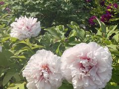 -莲花池公园