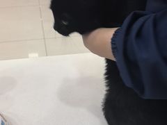 -全心全意连锁动物医院·微创中心·内科急重症·心脏专科(丰管路店)