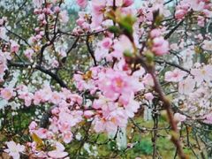 -镇江市南山风景名胜区竹林景区