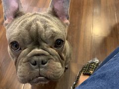 -柯斗斗主题餐厅·狗咖·围炉煮茶·茶饮(国瑞升平里店)