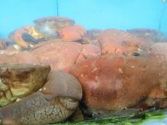 蛋黄焗荷包蟹-龙溪海鲜酒家(溪涌店)