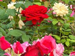 -中国中医科学院西苑医院(本部)