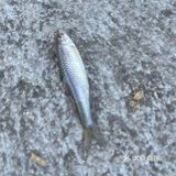 闲来无事，钓个鱼