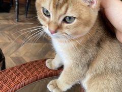 -蓝鲸·缅因猫舍