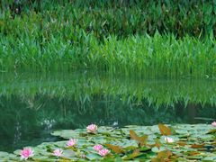-白鹭湾湿地公园