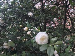 -南山植物园