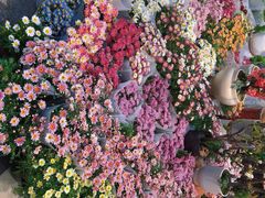 -双季花艺园艺市场(浦东店)